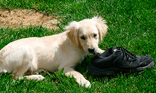 ¡Auxilio! Mi cachorro se come mis zapatos